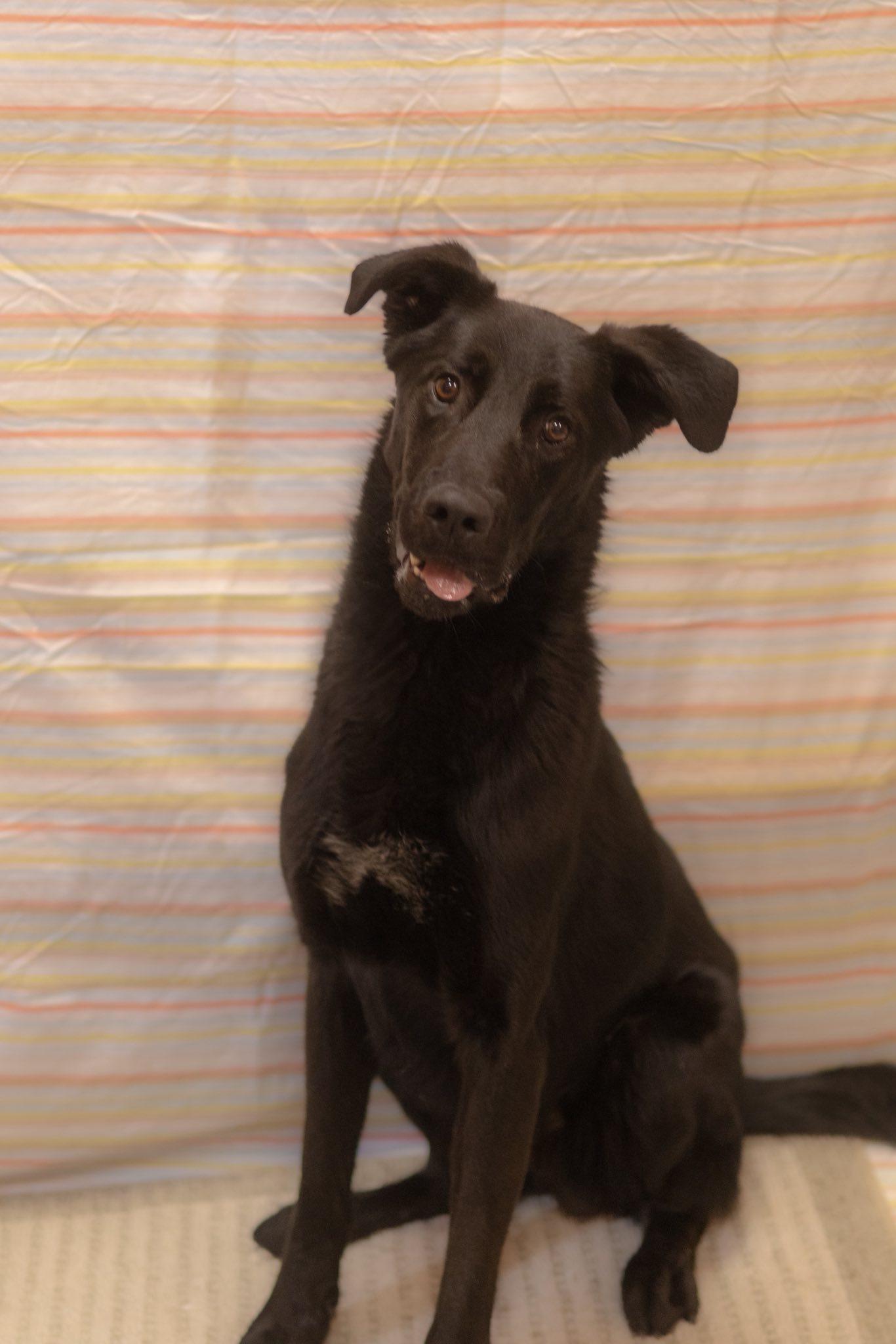 BingBong , a ADOPTABLE mixed breed in Lincoln Park, MI image 1/3