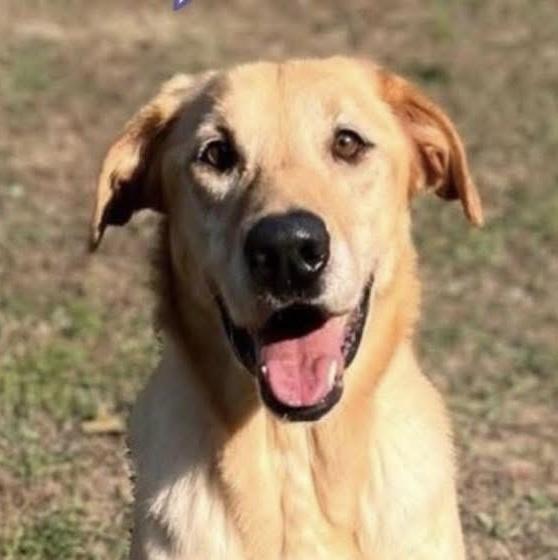 Enlarge Waylon, a ADOPTABLE Labrador Retriever in Knoxville, TN image 1/5