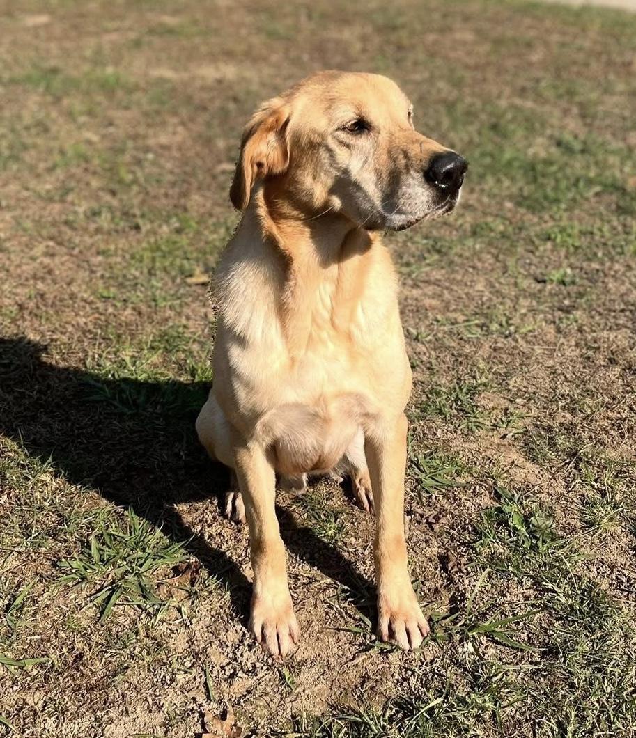 Enlarge Waylon, a ADOPTABLE Labrador Retriever in Knoxville, TN image 4/5