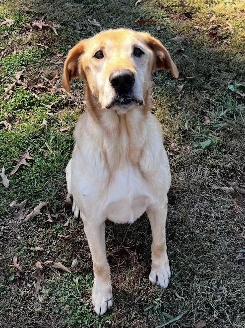 Enlarge Waylon, a ADOPTABLE Labrador Retriever in Knoxville, TN image 5/5