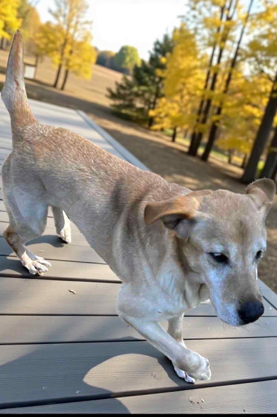 Enlarge Waylon, a ADOPTABLE Labrador Retriever in Knoxville, TN image 3/5