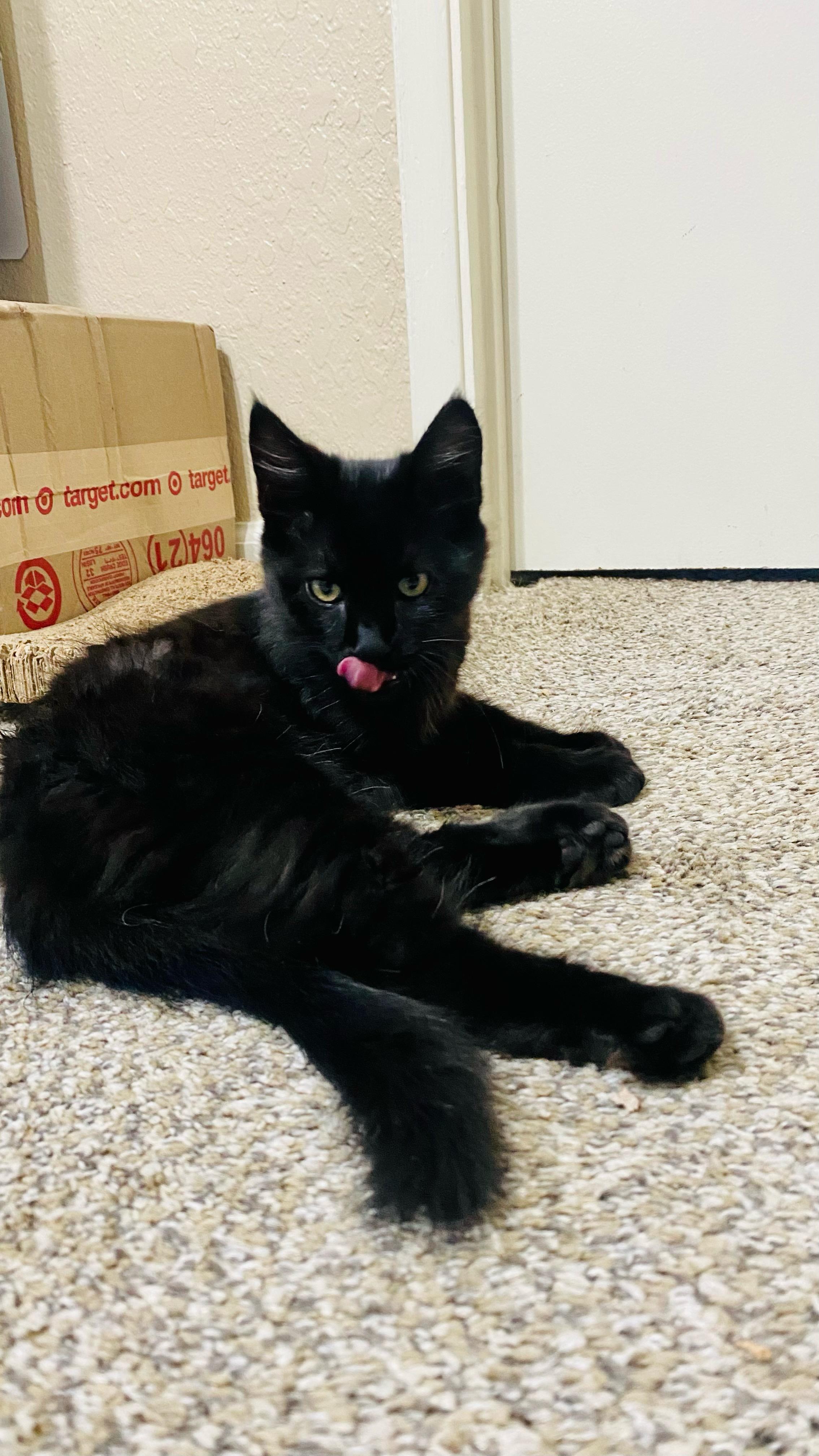Schwaz, a Adoptable mixed breed in Ripon, CA image 6/6
