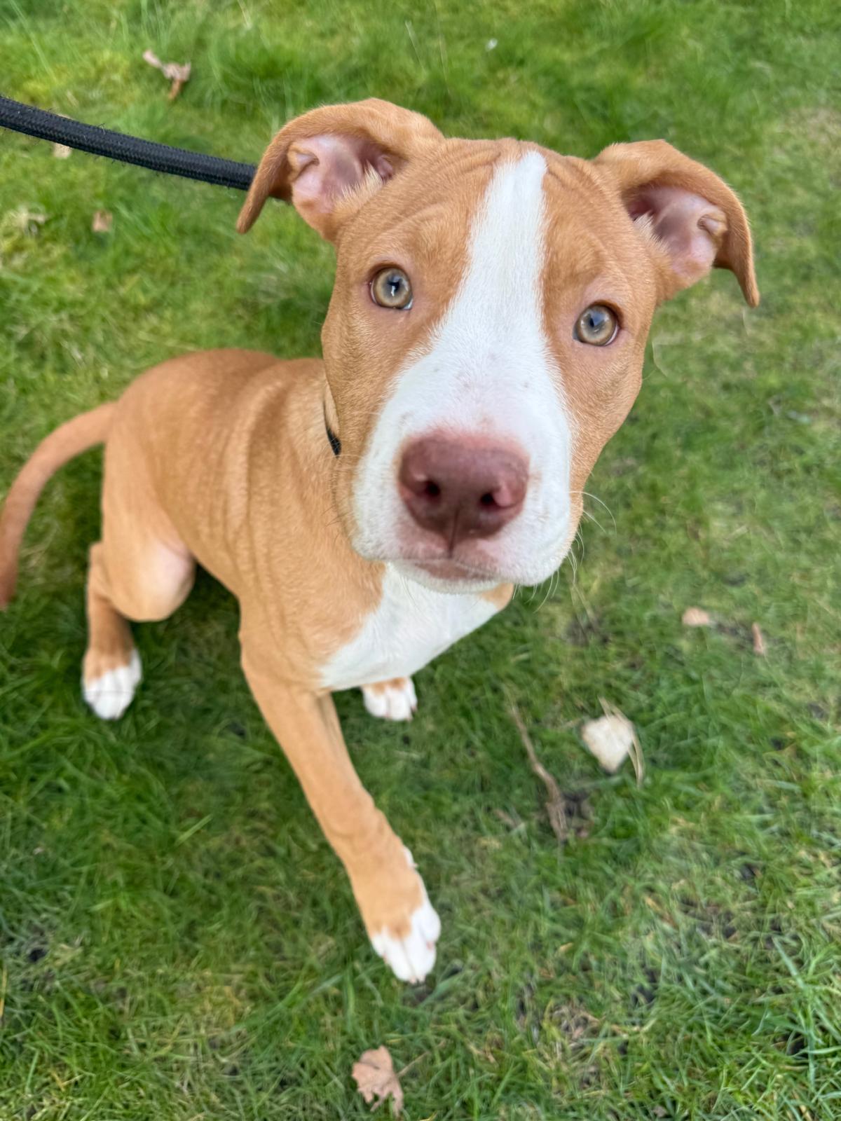 Enlarge Ginger, a Adoptable mixed breed in Vancouver, BC image 2/2