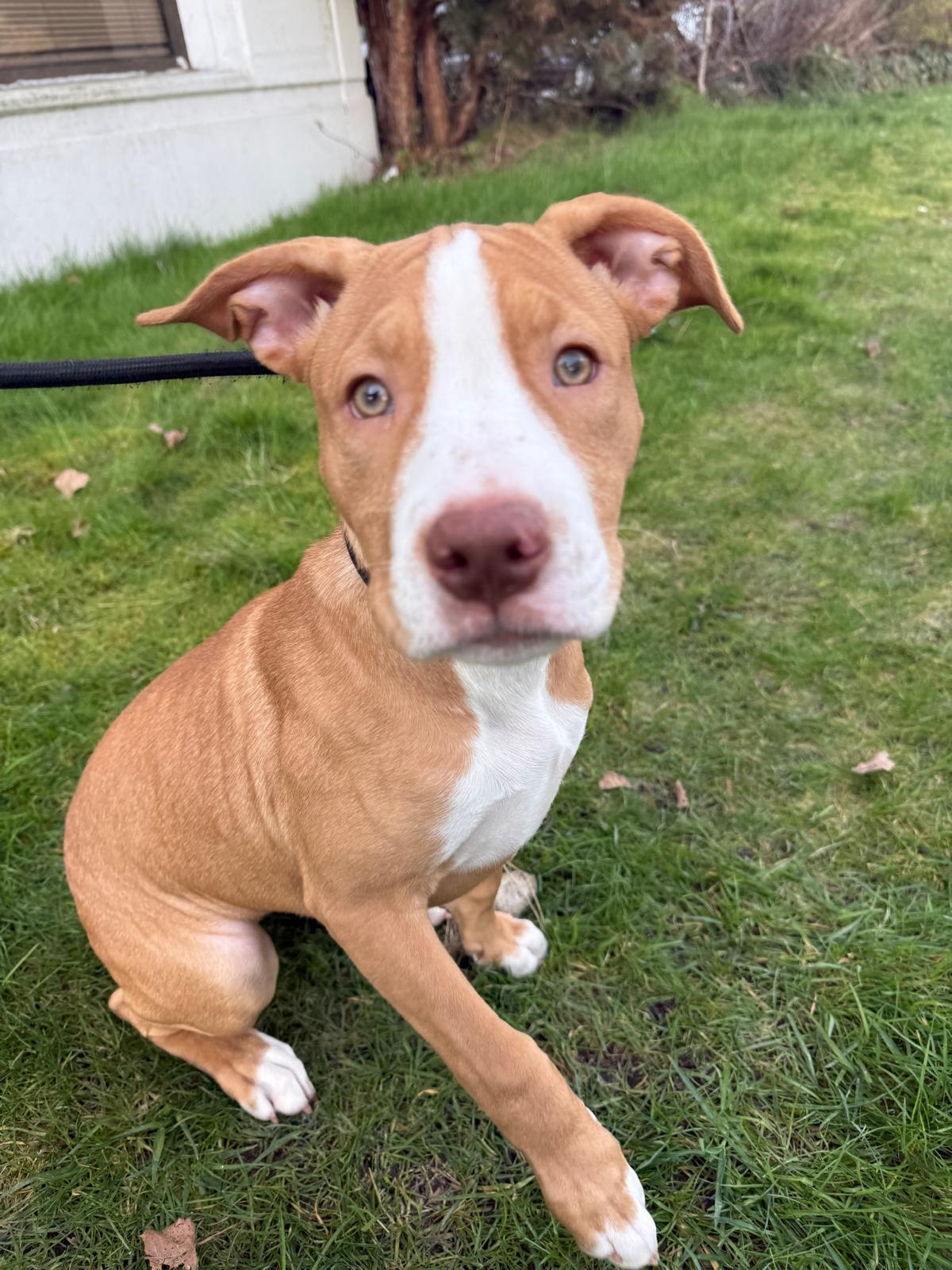 Ginger, Adoptable, Puppy Female Pit Bull Terrier.