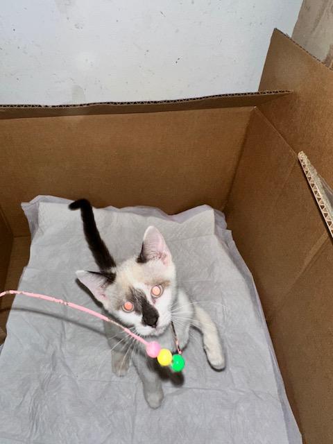 Enlarge Xenia, a Adoptable mixed breed in Harrisburg, PA image 5/6
