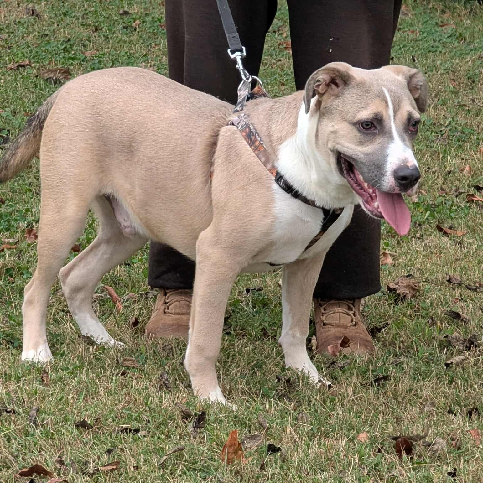 Bravo, a Adoptable mixed breed in Hopkinton, MA image 2/6