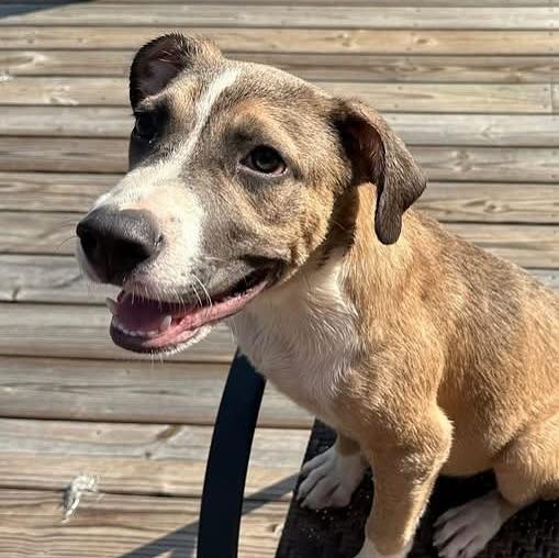 Bravo, a Adoptable mixed breed in Hopkinton, MA image 4/6