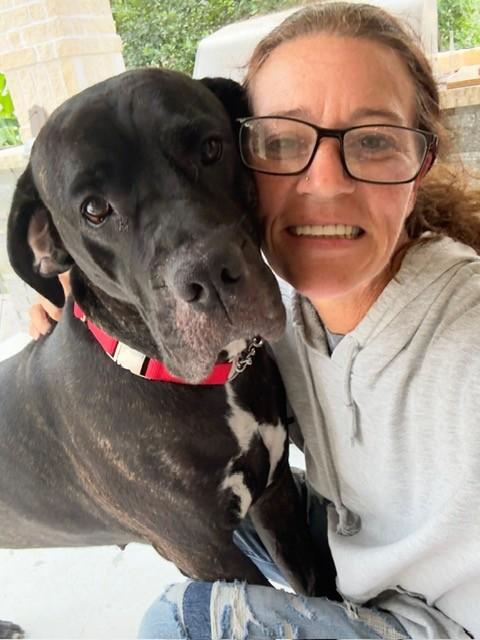 Bellini, a Adoptable mixed breed in Hartford, CT image 5/5