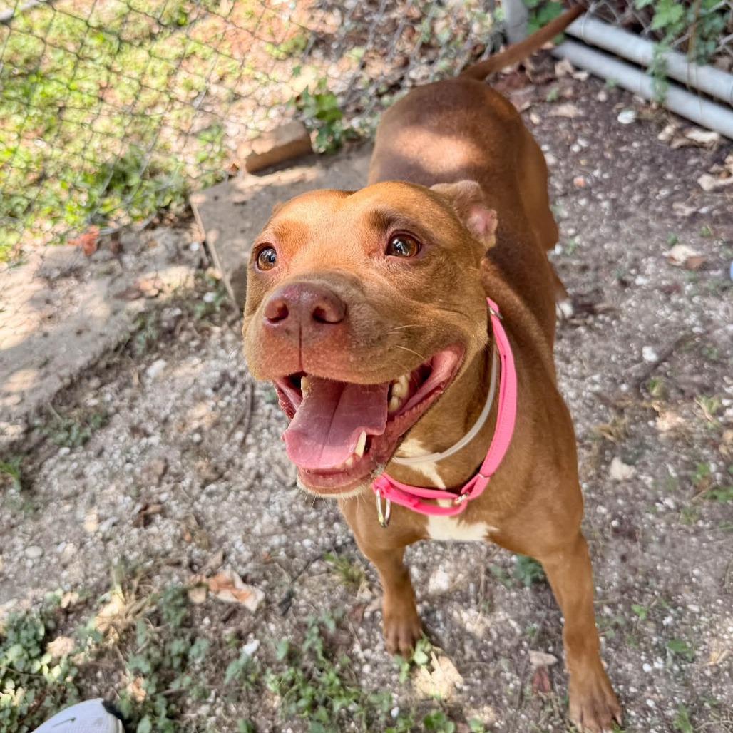 Enlarge Rowan, a Adoptable American Staffordshire Terrier in Pittsburgh, PA image 1/4