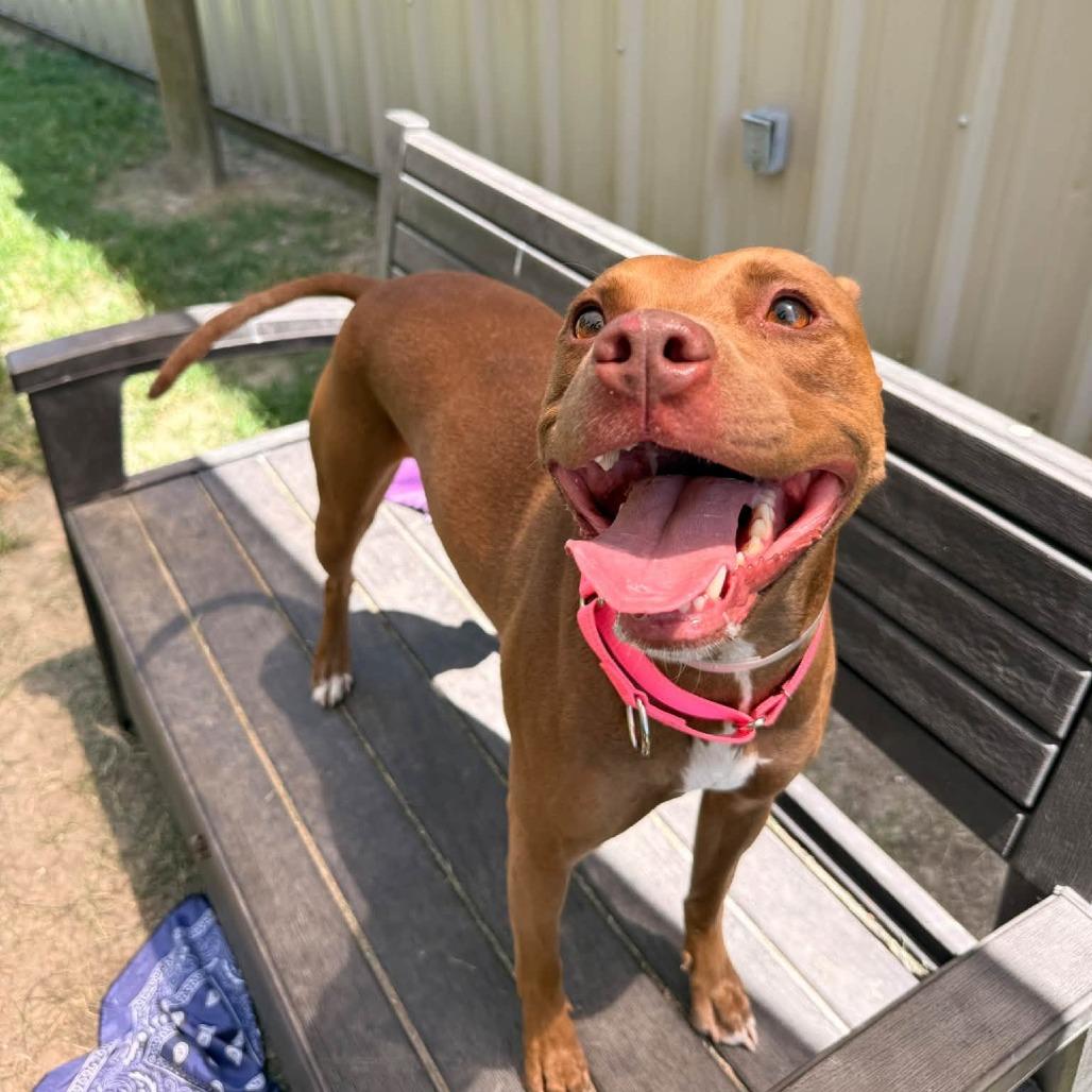Enlarge Rowan, a Adoptable American Staffordshire Terrier in Pittsburgh, PA image 2/4