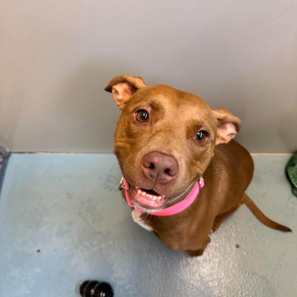 Enlarge Rowan, a Adoptable American Staffordshire Terrier in Pittsburgh, PA image 3/4