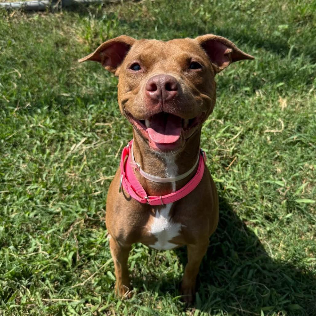Enlarge Rowan, a Adoptable American Staffordshire Terrier in Pittsburgh, PA image 4/4