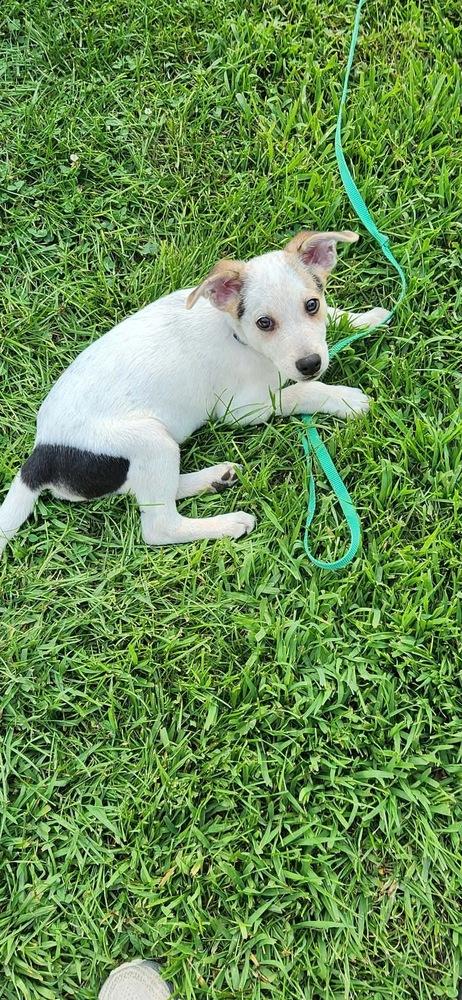 Rob, a Adoptable mixed breed in Rockland, WI image 1/5