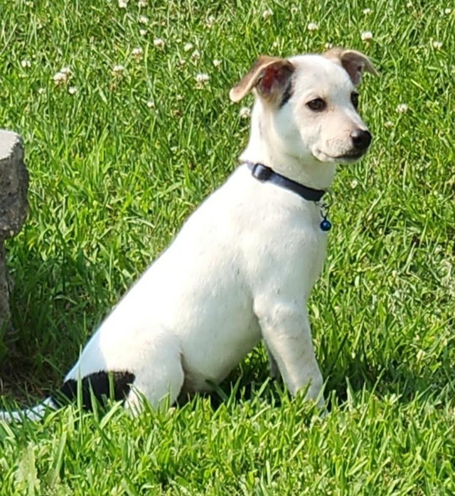 Rob, a Adoptable mixed breed in Rockland, WI image 2/5