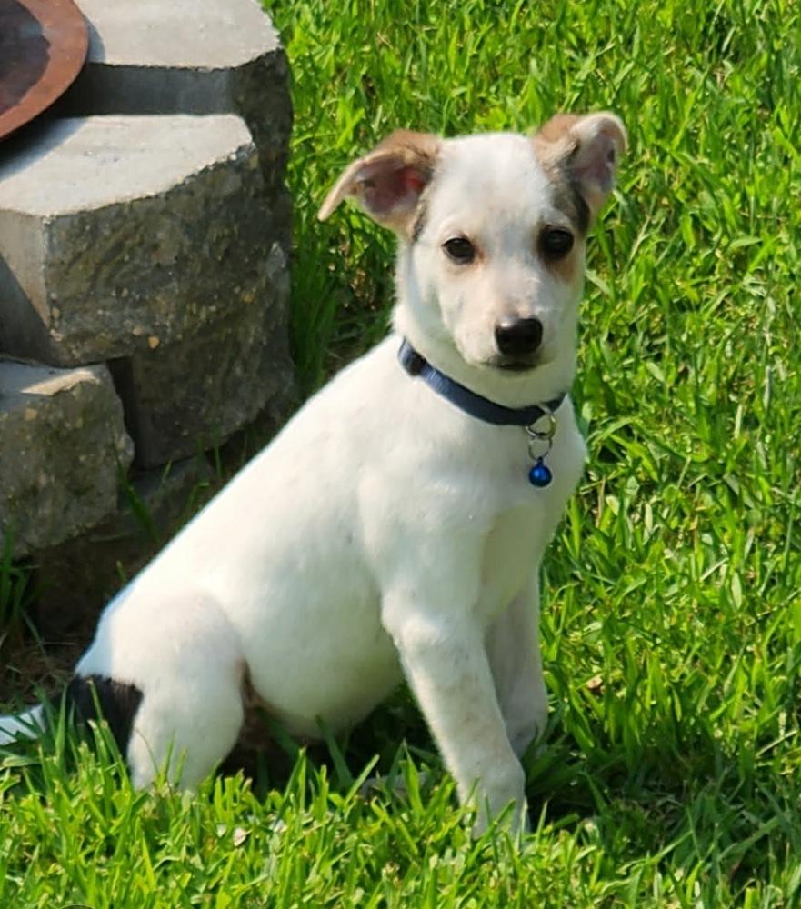 Rob, a Adoptable mixed breed in Rockland, WI image 3/5