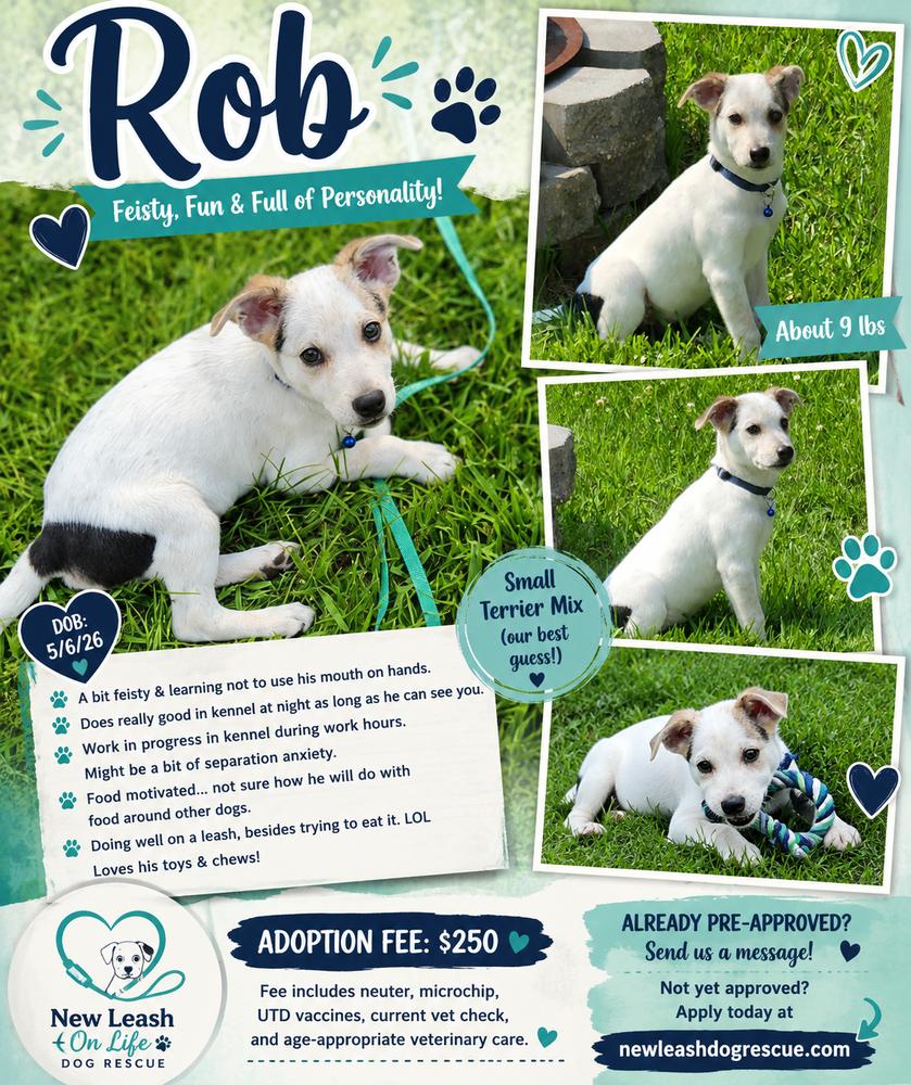 Rob, a Adoptable mixed breed in Rockland, WI image 4/5