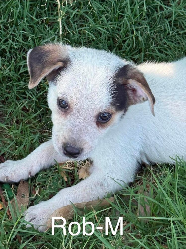 Rob, a Adoptable mixed breed in Rockland, WI image 5/5