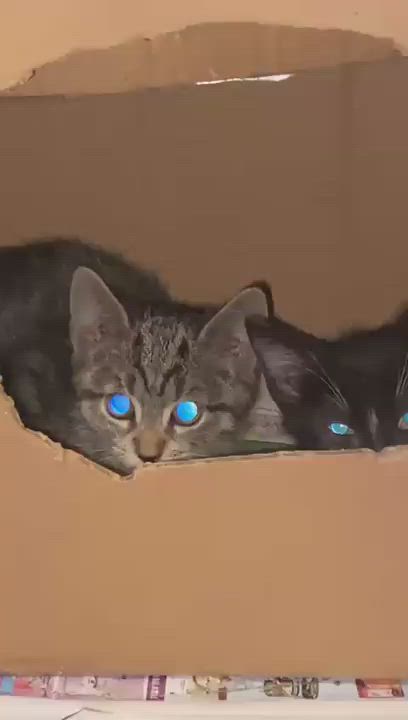 Enlarge Britney, a Adopted mixed breed in Perth Amboy , NJ video 6/11