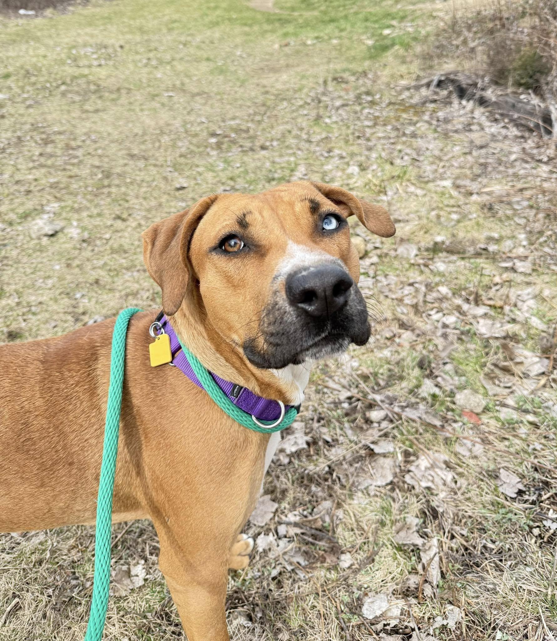 Simbini, a Adoptable mixed breed in Cleveland, OH image 3/6