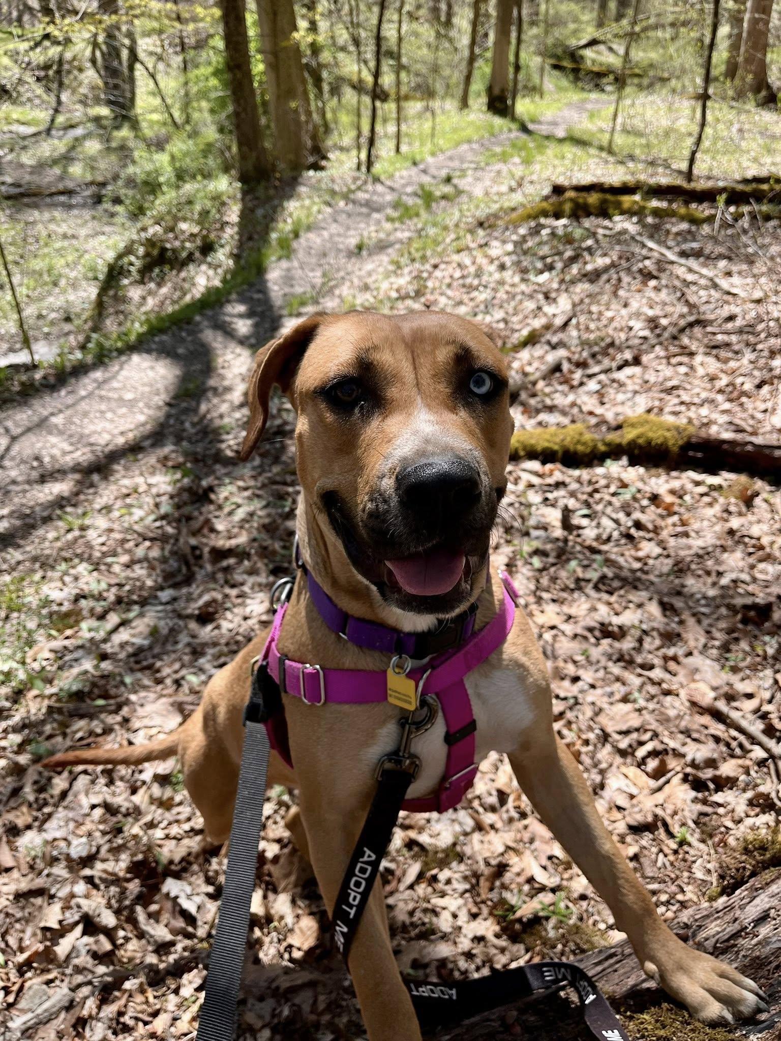 Simbini, a Adoptable mixed breed in Cleveland, OH image 5/6