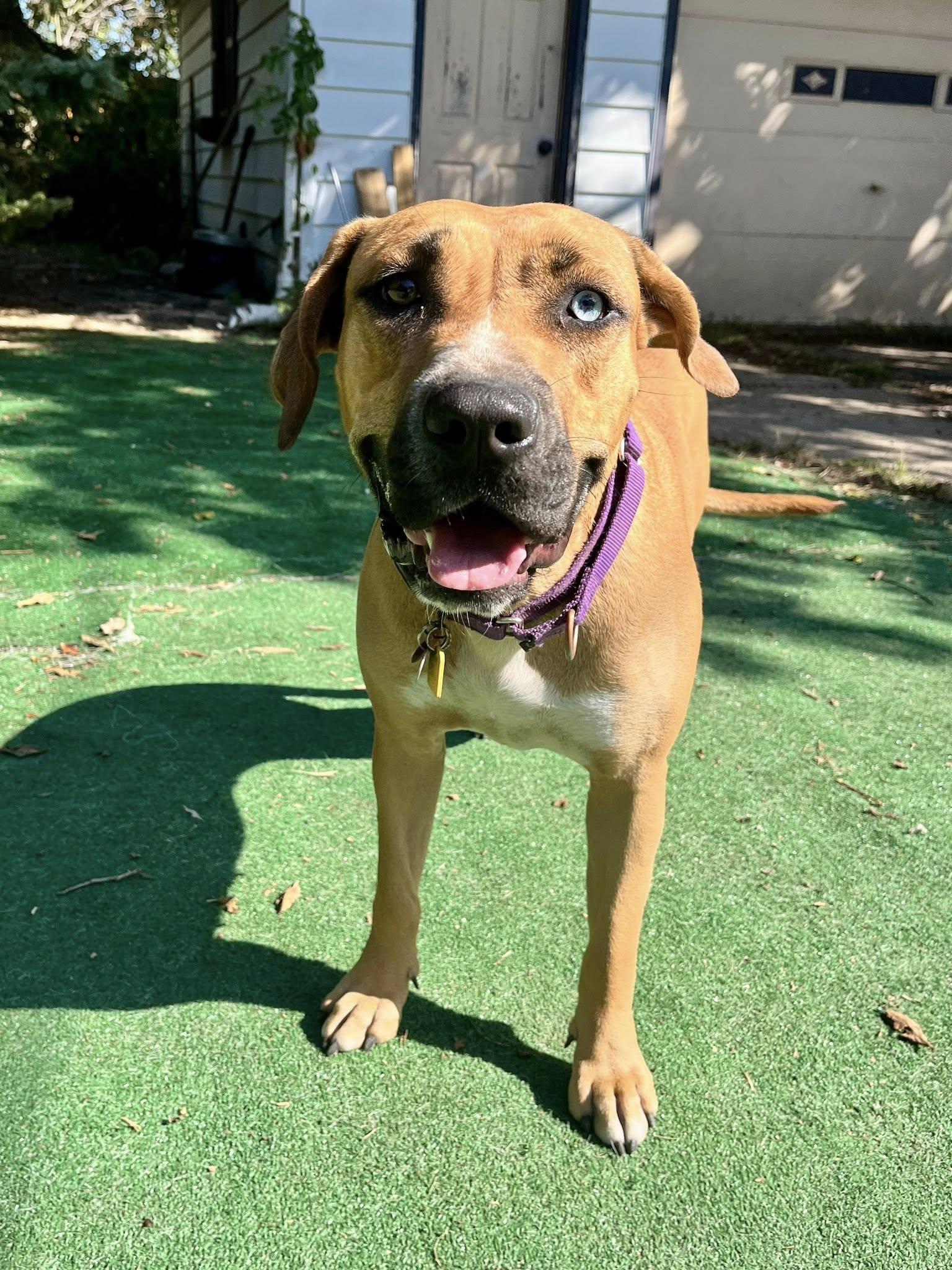 Simbini, a Adoptable mixed breed in Cleveland, OH image 1/6