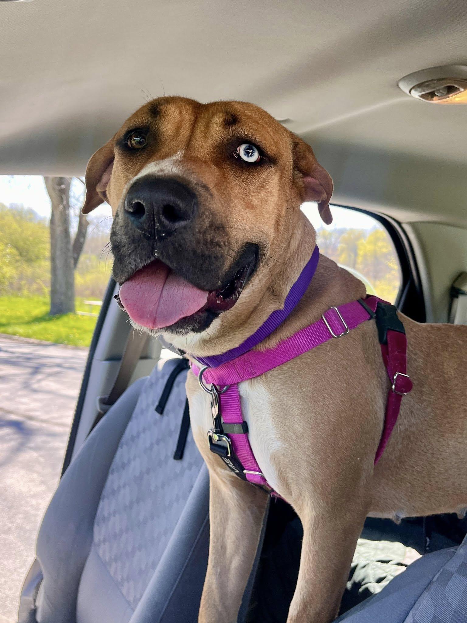 Simbini, a Adoptable mixed breed in Cleveland, OH image 4/6