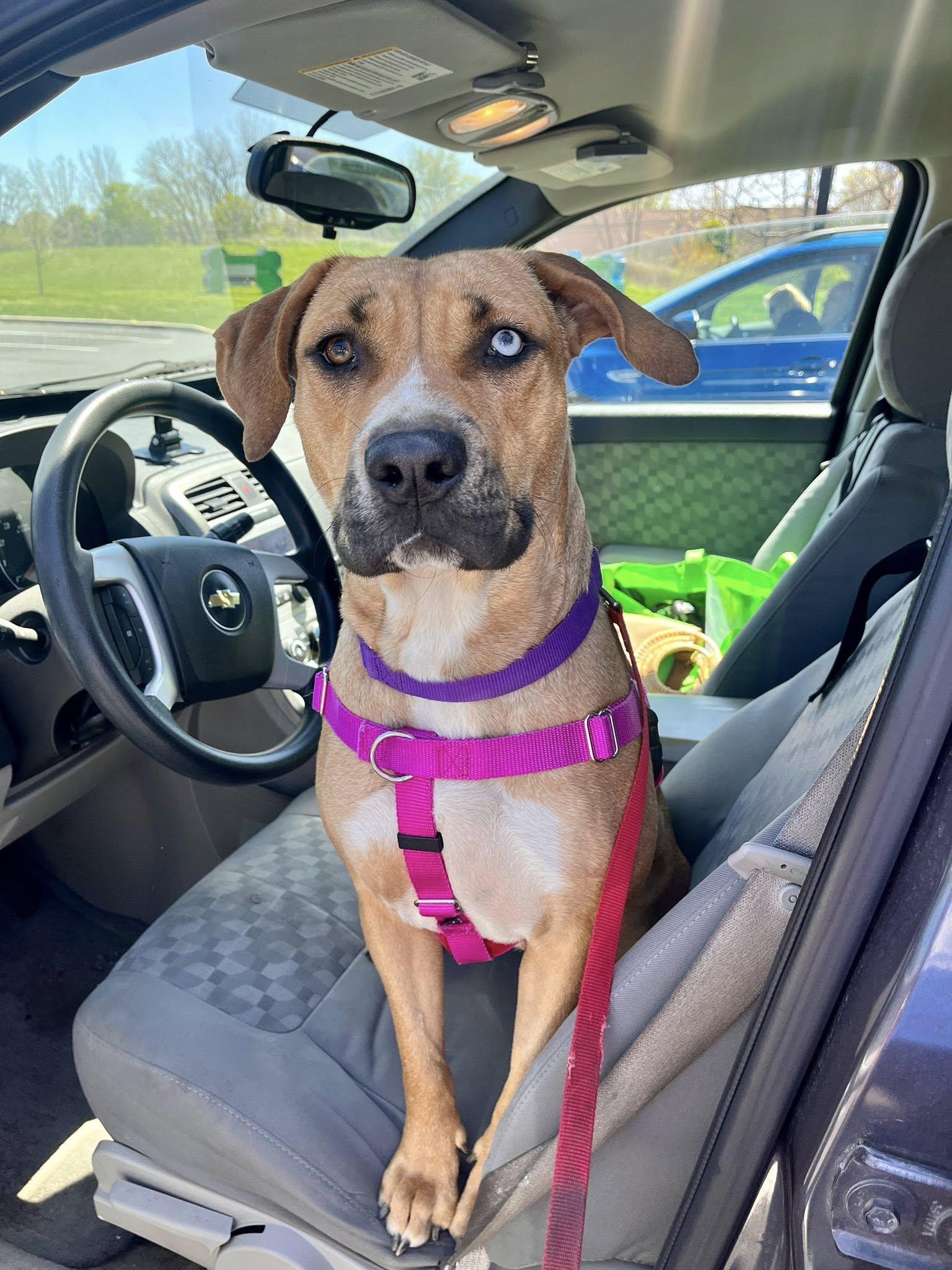 Simbini, a Adoptable mixed breed in Cleveland, OH image 6/6