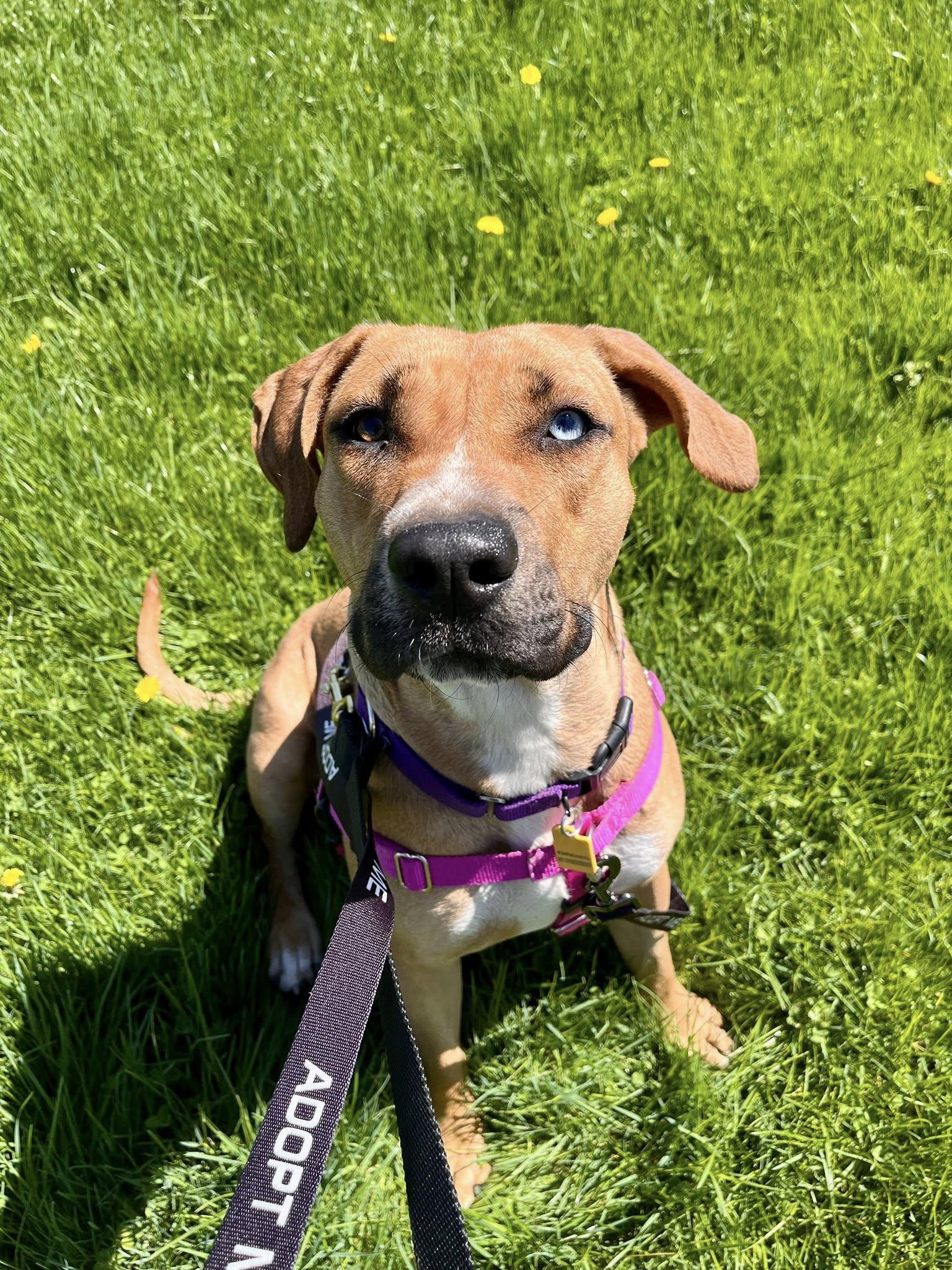 Simbini, a Adoptable mixed breed in Cleveland, OH image 2/6
