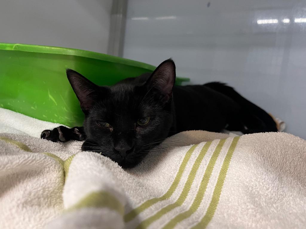 Green Bean, Adoptable, Young Male Domestic Short Hair.