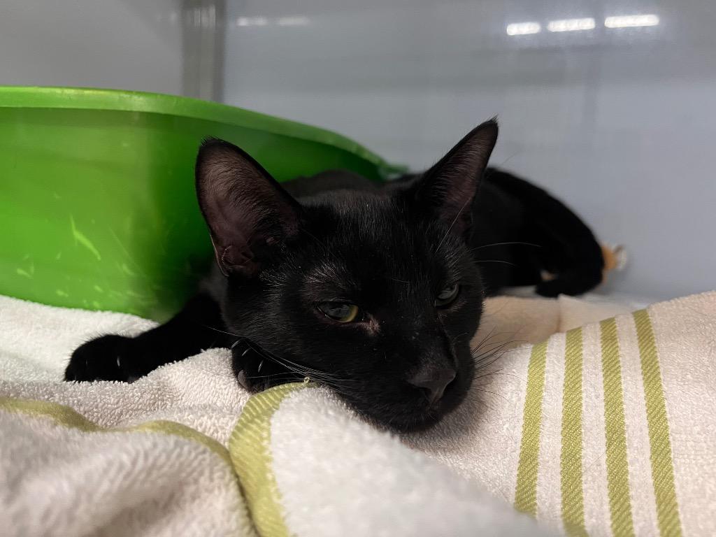 Enlarge Green Bean, a Adoptable mixed breed in Raleigh, NC image 2/3