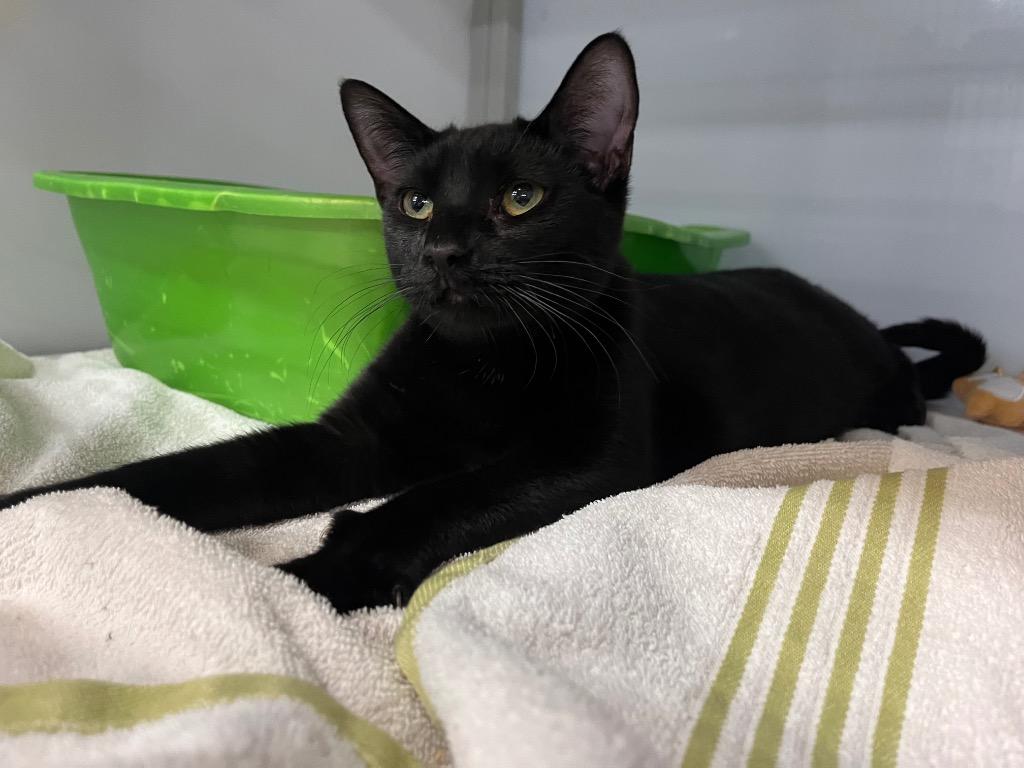 Enlarge Green Bean, a Adoptable mixed breed in Raleigh, NC image 3/3