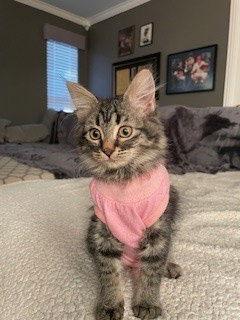 Enlarge Weenie, a Adopted Domestic Long Hair in Rowlett, TX image 1/3