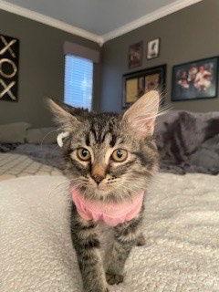 Enlarge Weenie, a Adopted Domestic Long Hair in Rowlett, TX image 2/3