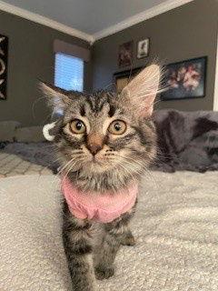 Enlarge Weenie, a Adopted Domestic Long Hair in Rowlett, TX image 3/3