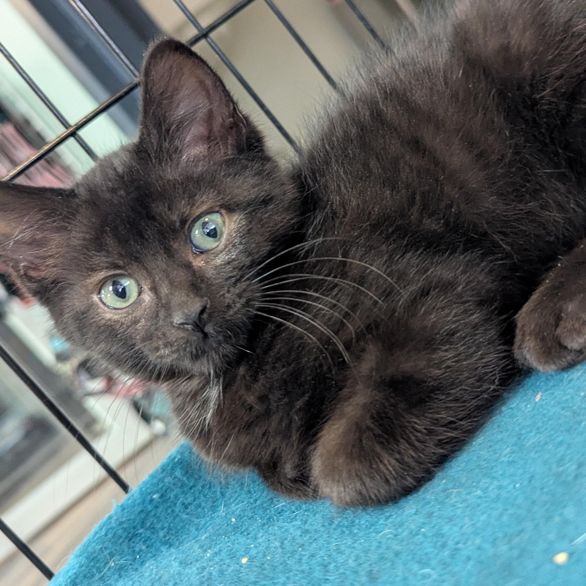 Hero, Adoptable, Kitten Male Domestic Short Hair.