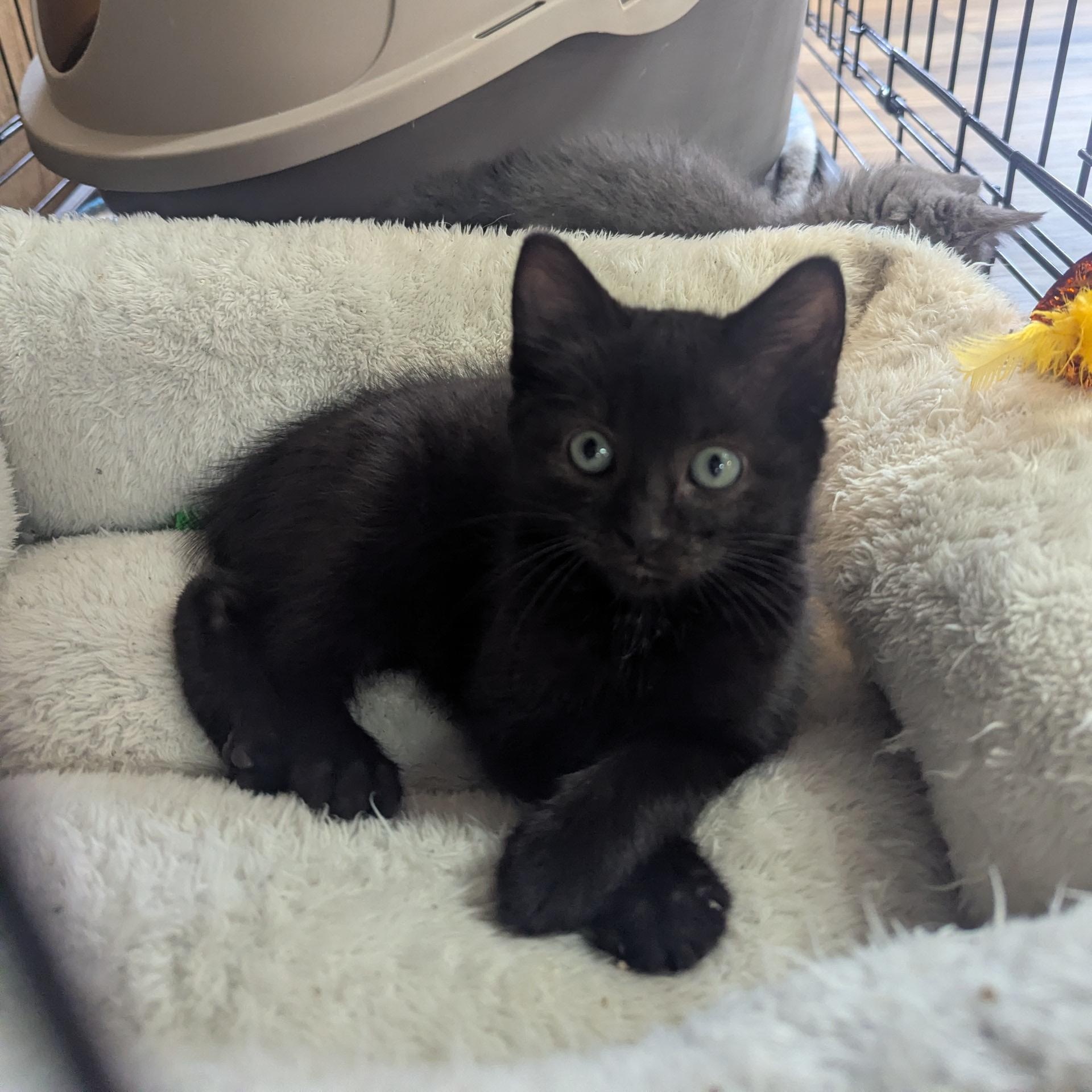 Hero, a Adoptable mixed breed in Valley Center, KS image 2/5