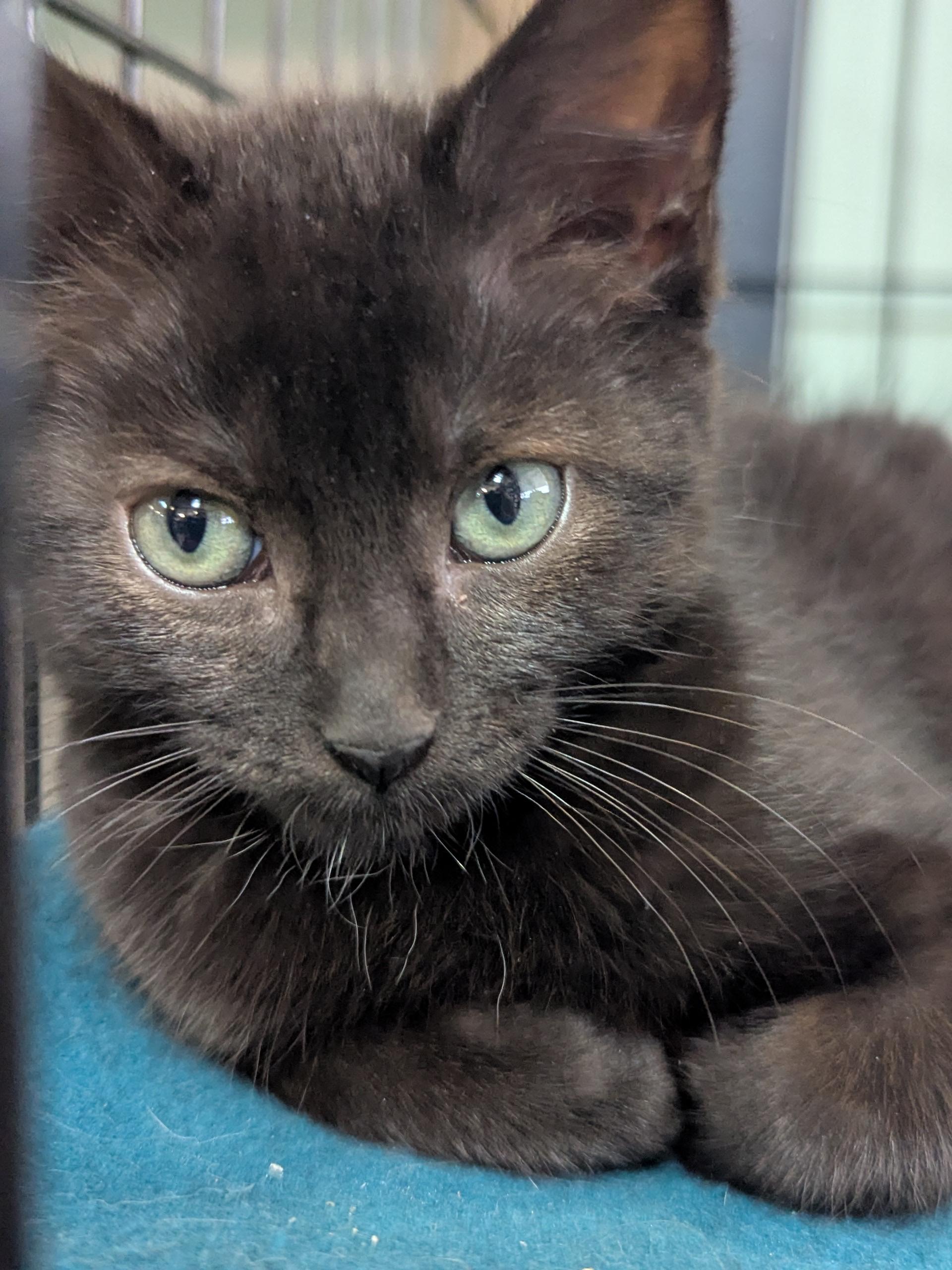 Hero, a Adoptable mixed breed in Valley Center, KS image 5/5