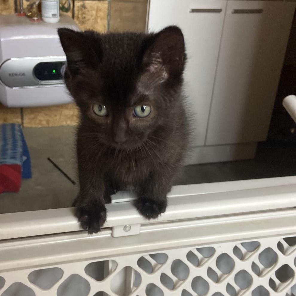 Hero, a Adoptable mixed breed in Valley Center, KS image 4/5