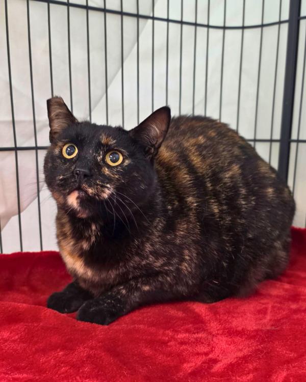 Jules, Adoptable, Adult Female Domestic Short Hair.