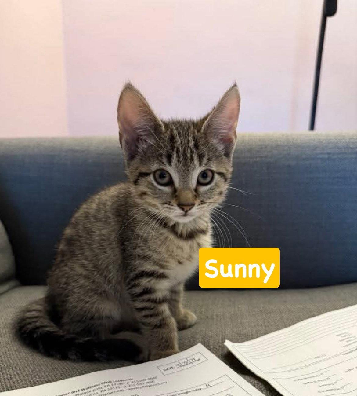 Sunny, Adoptable, Kitten Female Tabby & Domestic Short Hair.