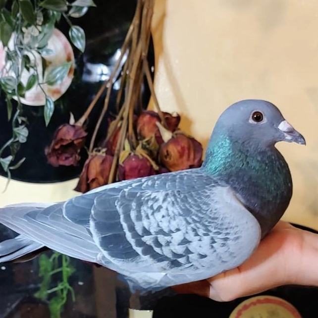 Enlarge Kamelot, a Adoptable Pigeon in Chicago, IL image 2/3