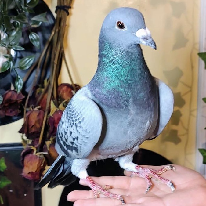 Kamelot, Adoptable, Adult Unknown Pigeon.