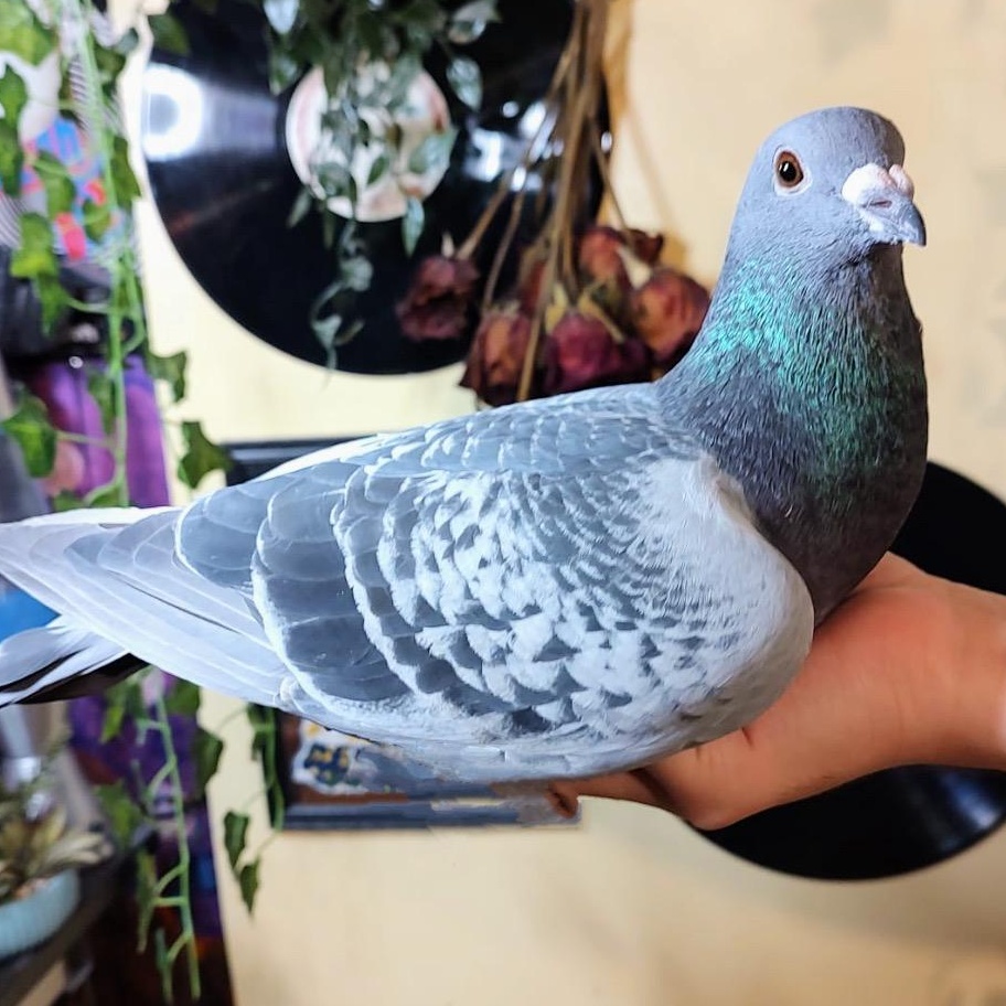 Enlarge Kamelot, a Adoptable Pigeon in Chicago, IL image 3/3