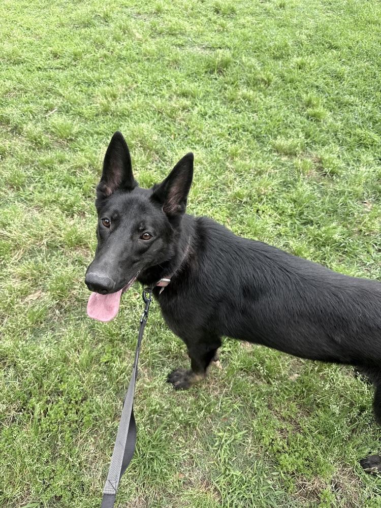 Autumn, Adopted, Young Female German Shepherd Dog.