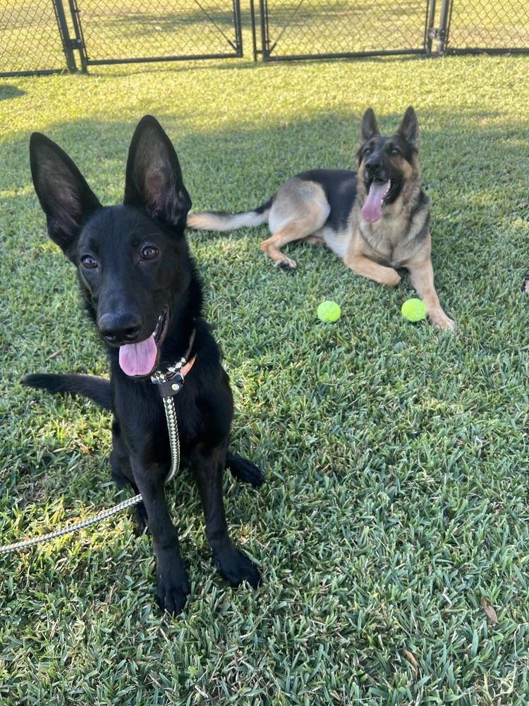 Autumn, Adopted, Young Female German Shepherd Dog.