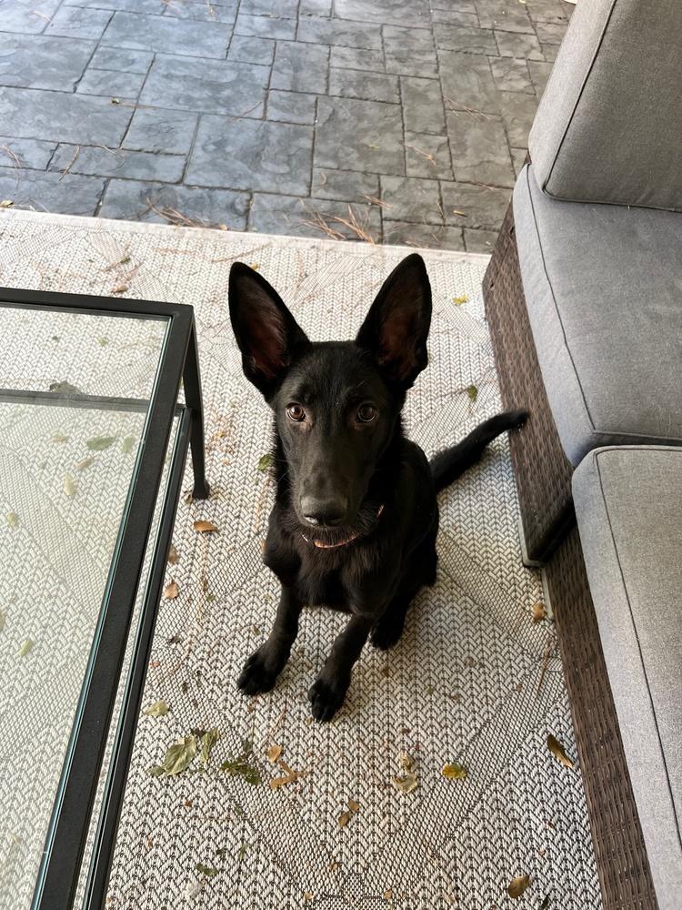 Autumn, Adopted, Young Female German Shepherd Dog.