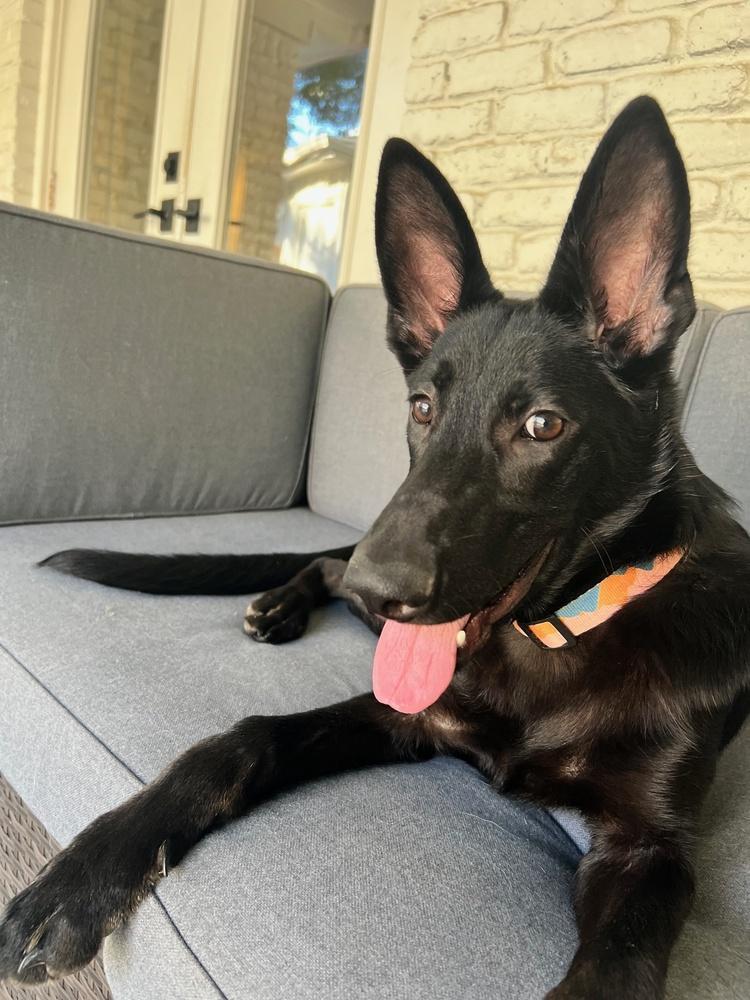 Enlarge Autumn, a Adopted German Shepherd Dog in Houston, TX image 3/6