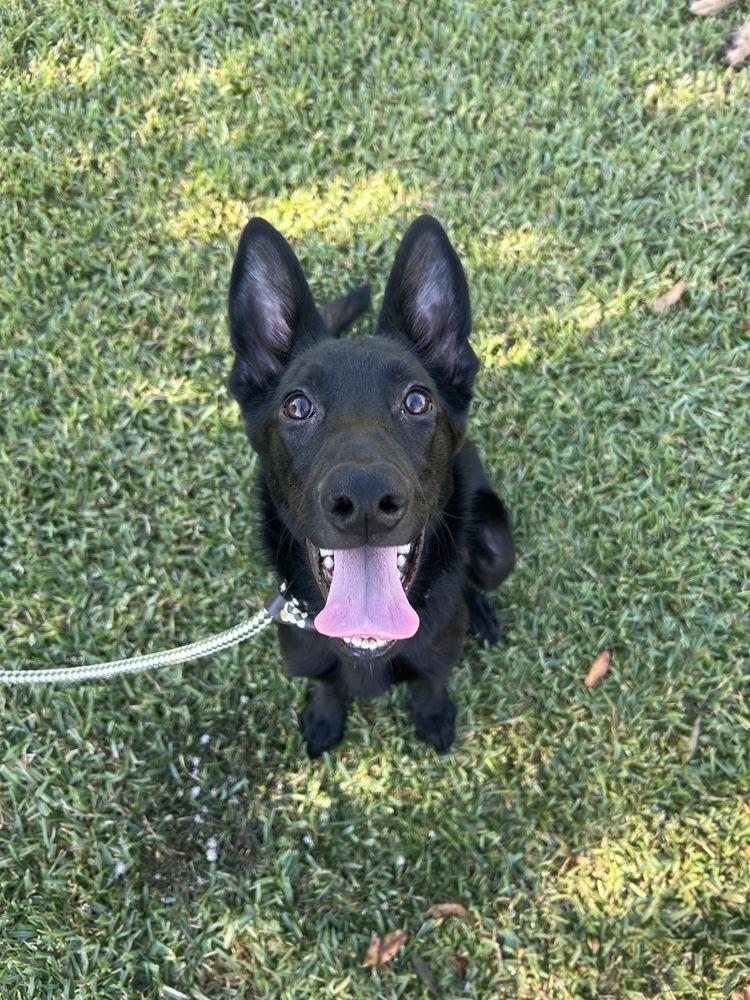 Enlarge Autumn, a Adopted German Shepherd Dog in Houston, TX image 4/6