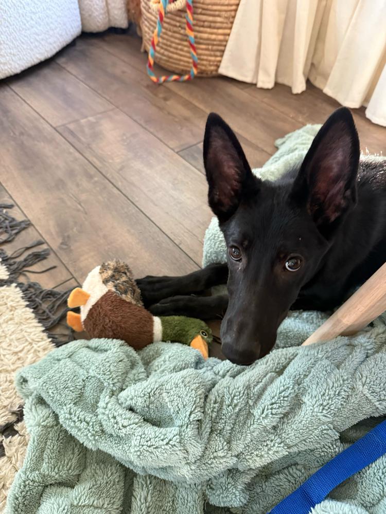 Enlarge Autumn, a Adopted German Shepherd Dog in Houston, TX image 5/6