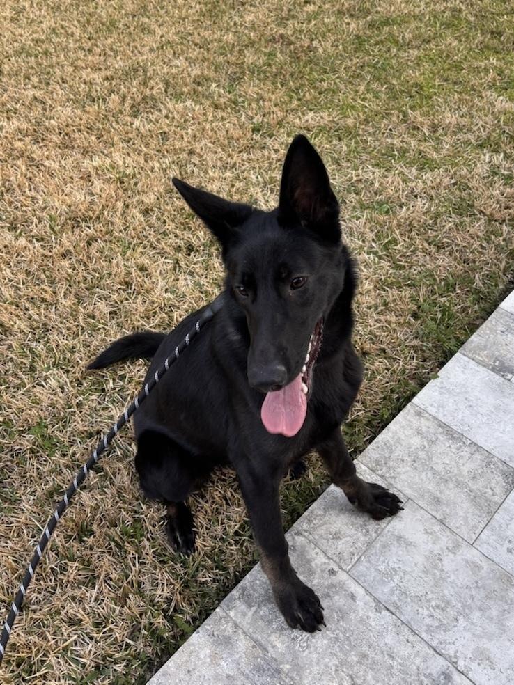 Enlarge Autumn, a Adopted German Shepherd Dog in Houston, TX image 6/6